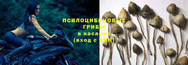 индика Ельня